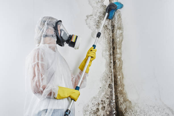 Mold Testing and Removal in Durant, IA